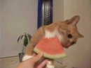 Expand Video