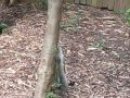 Expand Video