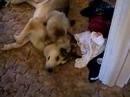 Biggest+husky+dog