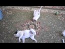 Expand Video