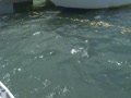 Crocodile vs Shark one of