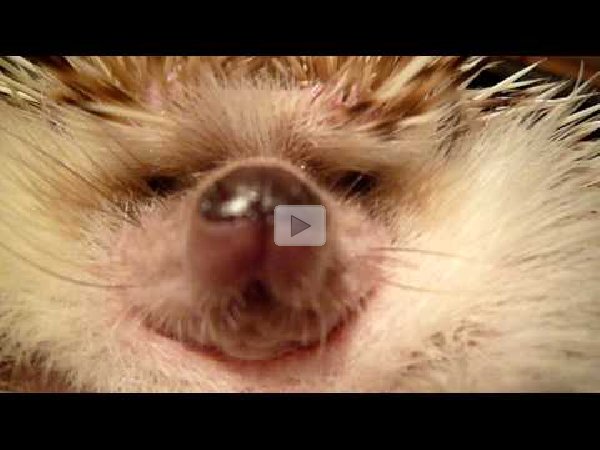 Hedgehog Sneeze